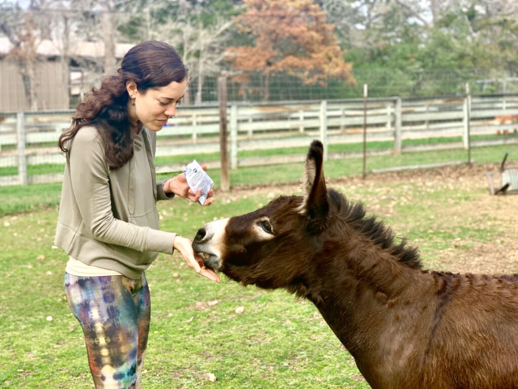 Feeding Dolly some snacks at Austin Farm Sanctuary - Morgan Donnelly