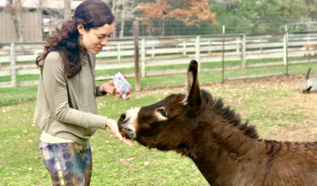 Feeding Dolly some snacks at Austin Farm Sanctuary - Morgan Donnelly