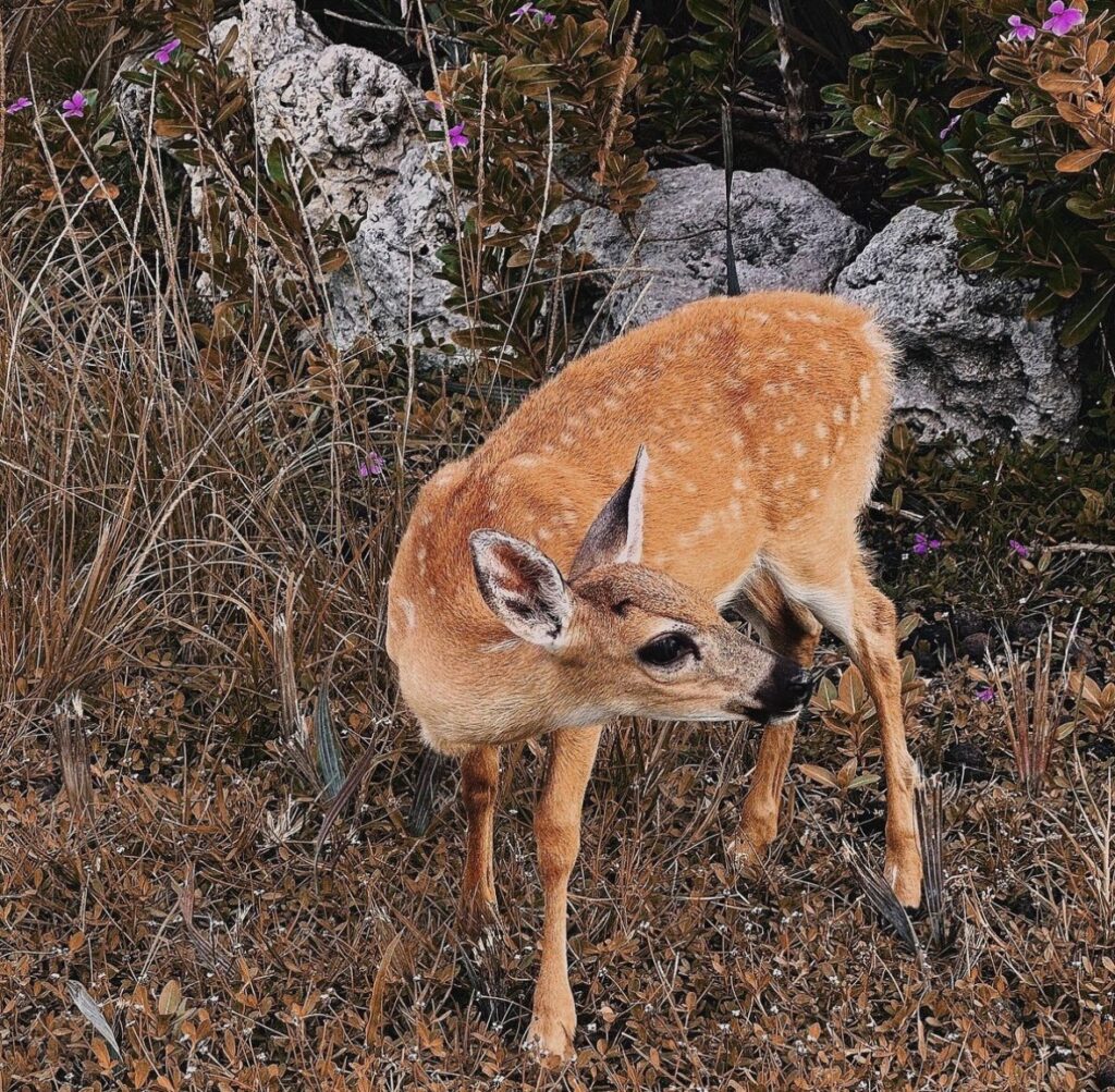 a Key deer fawn: Kitty | Spooky vegan 🇺🇦