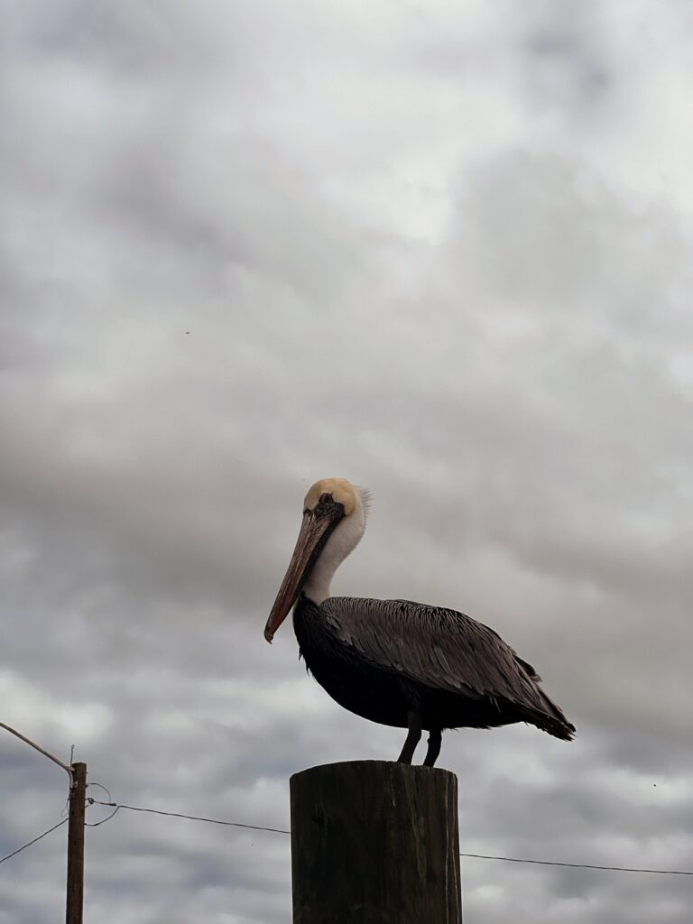 a pelican: Key West: Kitty | Spooky vegan 🇺🇦