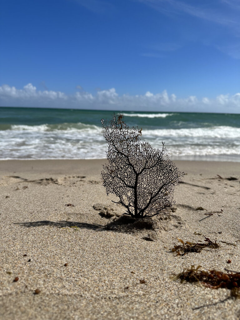 South Florida Beach - Amythest | 🌱 Plant Eater • Vegan 🌱